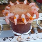 Micheladas pariente