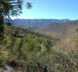 Noria de las Flores