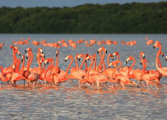 Flamingo Tours