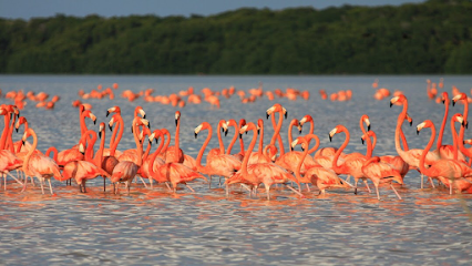 Flamingo Tours