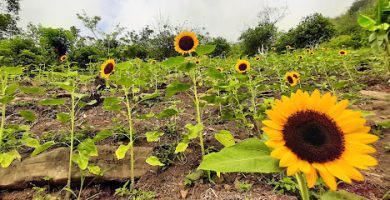 El Cerro del Girasol