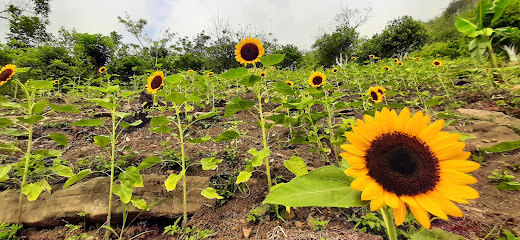 El Cerro del Girasol