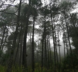 Cabañas de Ecoturismo de San Pablo Etla