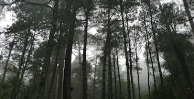 Cabañas de Ecoturismo de San Pablo Etla