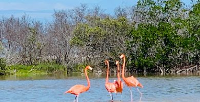 Boat Trip Río Lagartos yucatan