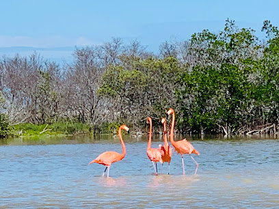 Boat Trip Río Lagartos yucatan