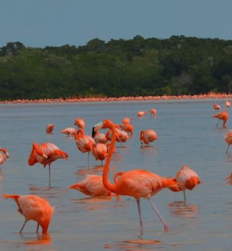 Playa Norte Celestún