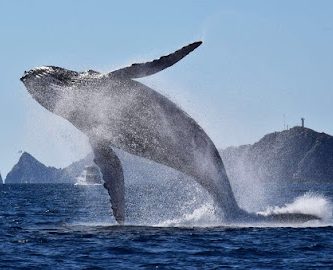 Whale Watch Cabo