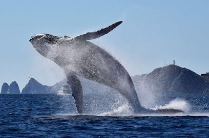 Whale Watch Cabo