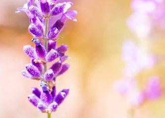 Rancho San Martín Lavanda