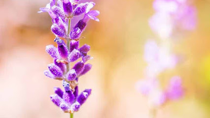 Rancho San Martín Lavanda