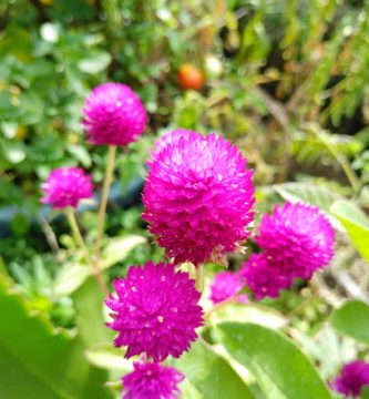 Jardin de Niños Gabriela Mistral