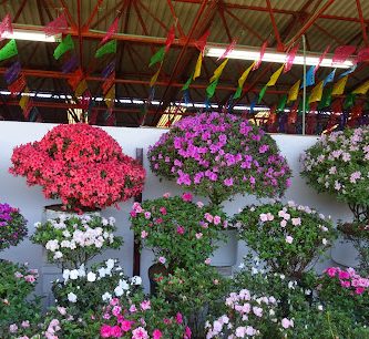 La Feria de las Flores