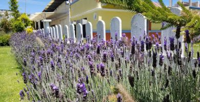 Hotel Y Beer Garden "Quinta San Antonio"