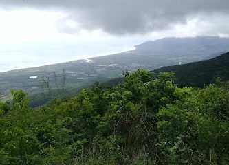 LA PALMA DE ORO