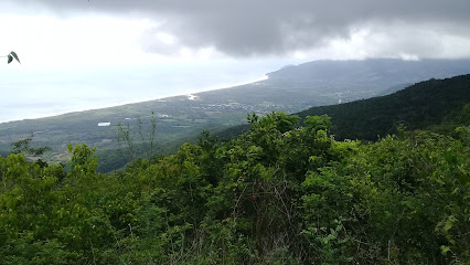 LA PALMA DE ORO