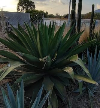 Mezcal Artesanal "LOS ARELLANES"