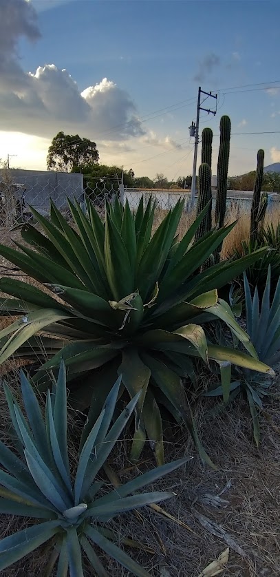 Mezcal Artesanal "LOS ARELLANES"